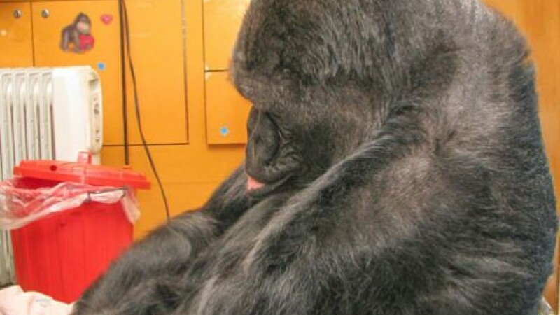 Gorila Koko