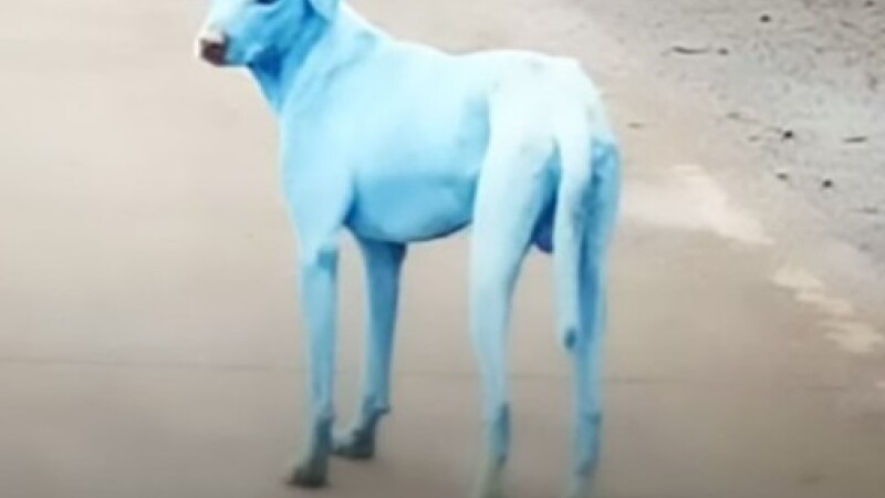 Patrupedele din India