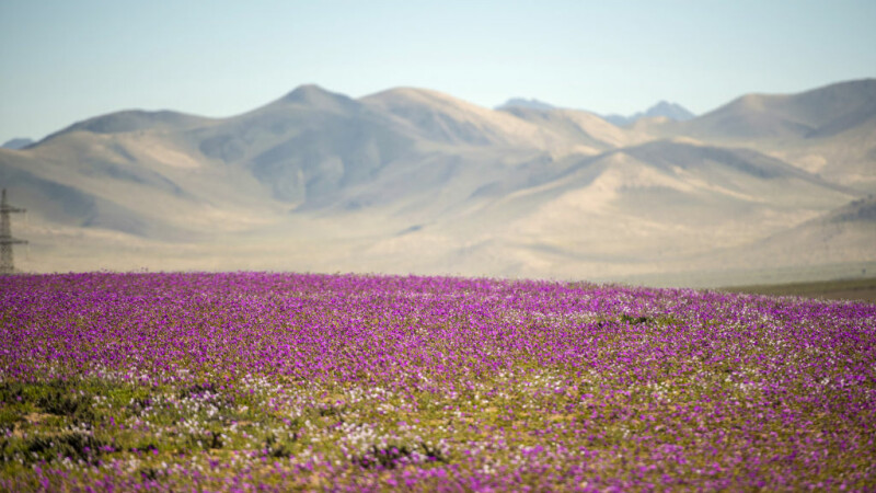 desertul Atacama inflorit