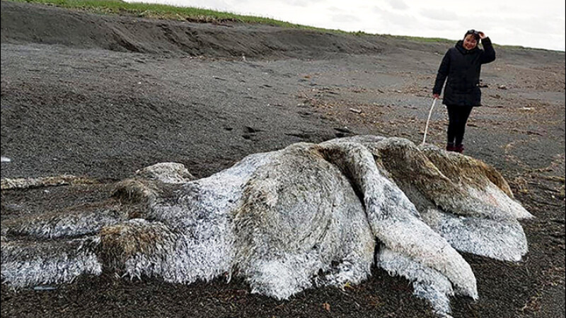 Resturile unei uriaşe creaturi marine, găsite pe o plajă din Rusia