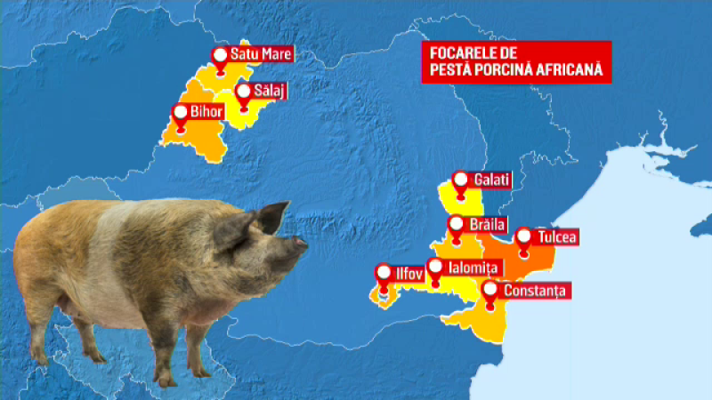 Focar De PestÄƒ PorcinÄƒ Intre Blocuri Intr Un Mare Oras Din Romania A Fost O Inscenare Stirileprotv Ro