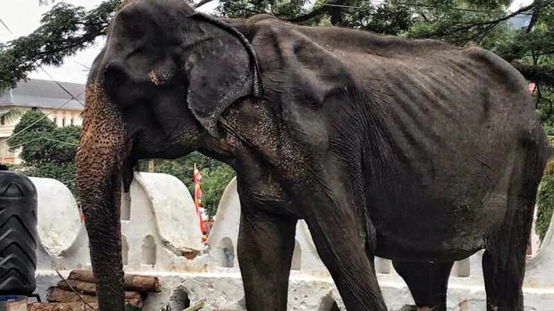 Noi imagini sfâșietoare cu Tikiiri, elefantul înfometat la o paradă. „E aproape de moarte” - 3