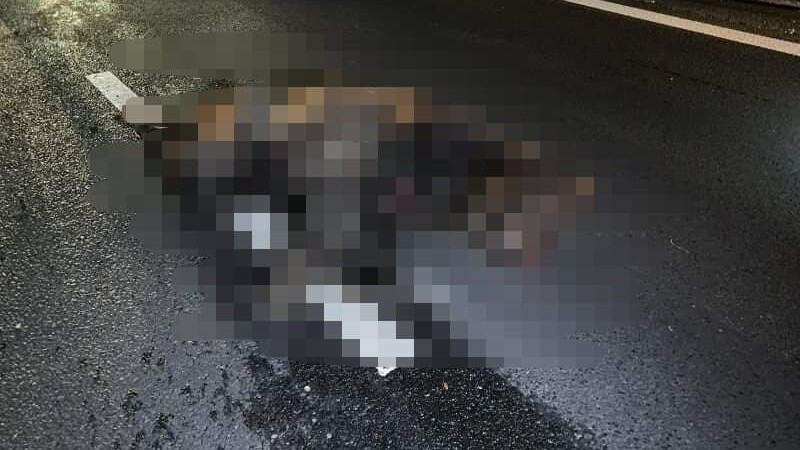 Urs accidentat mortal pe A1, în Sibiu