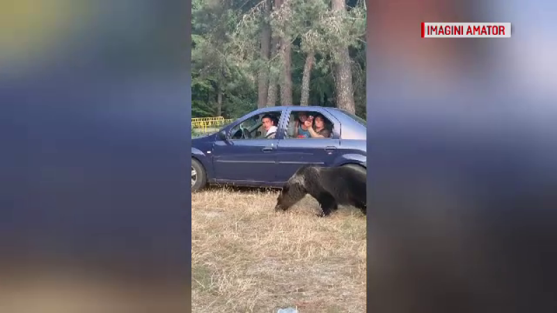 Turiști, filmați hranind un urs cu chipsuri pe Transfăgărășan