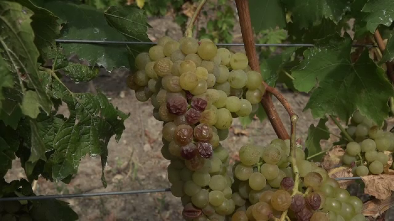 Viticultorii, încântați de calitatea vinului în acest an