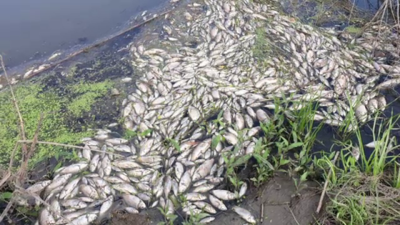 Dezastru ecologic la Iași: râu plin de pești morți. Ce explicații au specialiștii
