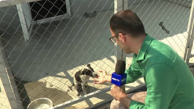 Adăposturile de câini din București și Ilfov sunt pline. Cei care îi abandonează trebuie să știe că riscă pedepse aspre