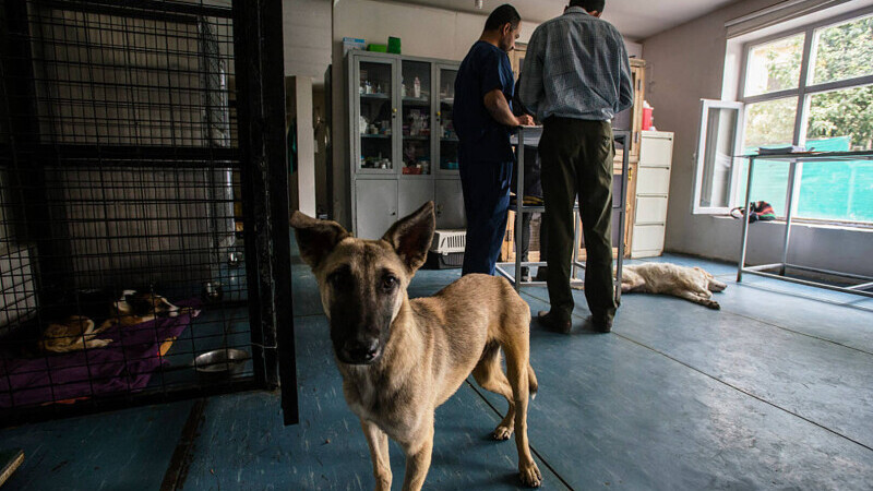 Londra va evacua sute de câini şi pisici din Kabul
