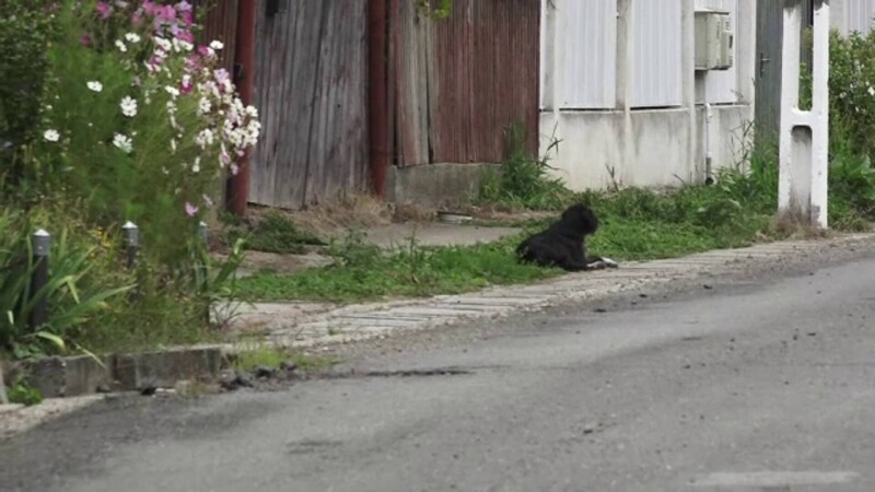 Un câine din Mureș își așteaptă de doi ani stăpânul în fața curții. Omul a murit fulgerător