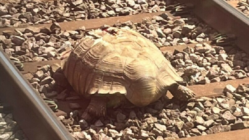 O broască țestoasă blocată pe șine a oprit circulația trenurilor în Marea Britanie