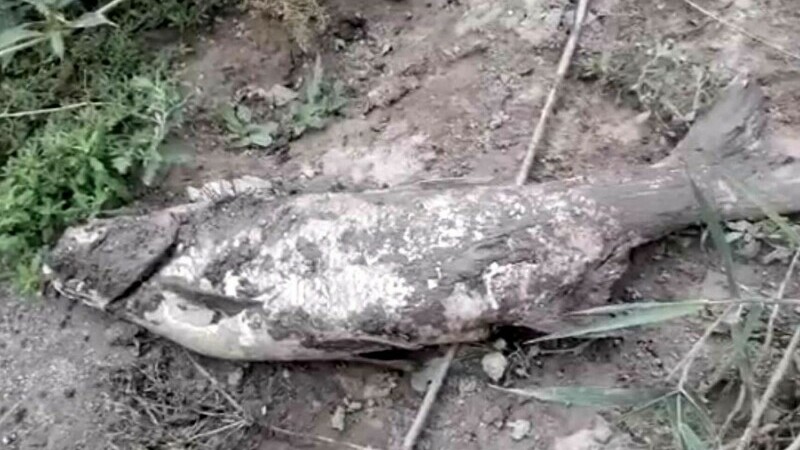 Sute de kilograme de pești morți, pe râul Olt, în Brașov. Localnicii cred că s-au deversat substanțe toxice
