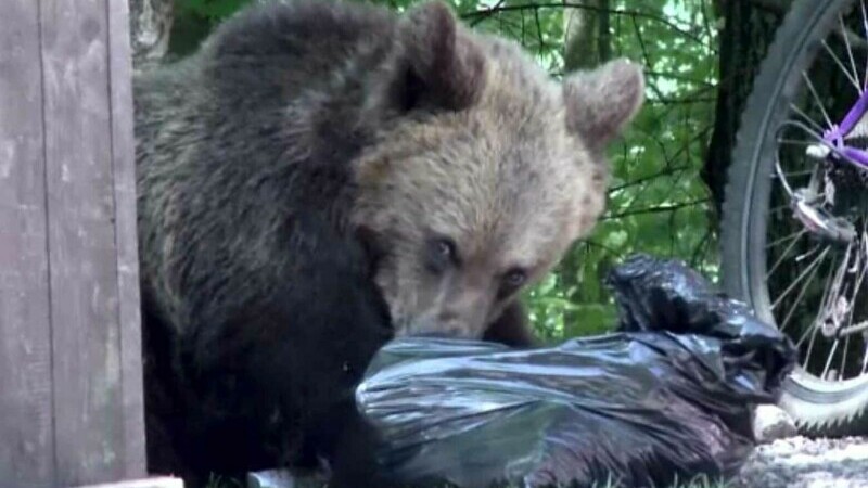 Despăgubiri de 240.000 de euro pentru familia unui român ucis de urs. Atacul s-a produs în Mureș