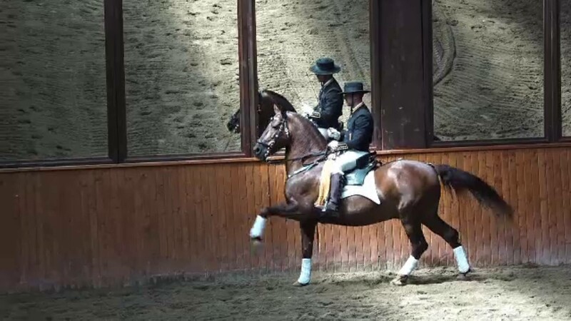 Spectacol oferit de cai de rasă, la Daneș. ”Au mers extraordinar, de fiecare dată ne iau prin surprindere”