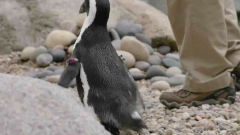 Proteză pentru pinguin, la zoo din San Diego, pentru o boală degenerativă
