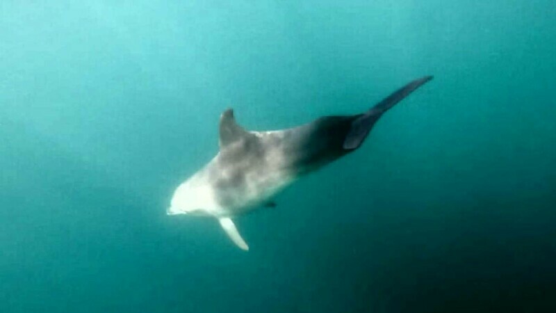 Delfinii au înotat cu turiștii, pe litoralul românesc. Cum se explică apariția mamiferelor