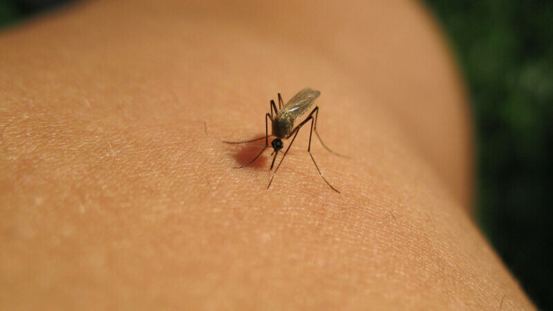 west nile