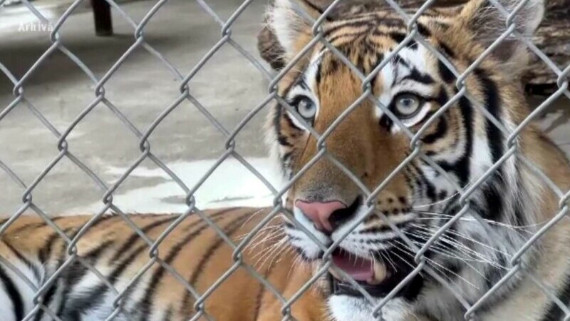 Vasluianul beat care provocat tigrul de la zoo s-a ales cu o bucată lipsă din laba piciorului