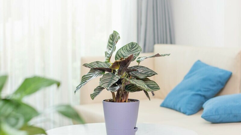 Calathea