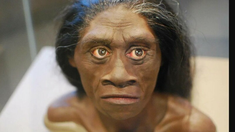 Homo floresiensis