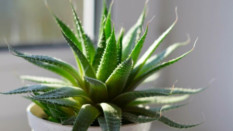 aloe vera