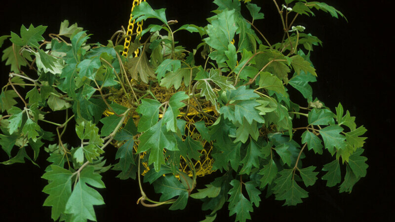 Cissus rhombifolia