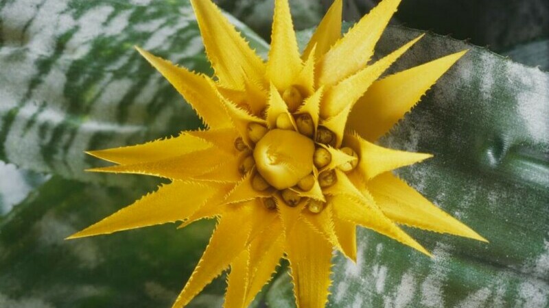 Aechmea fasciata