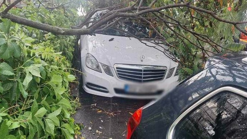 copac cazut falticeni