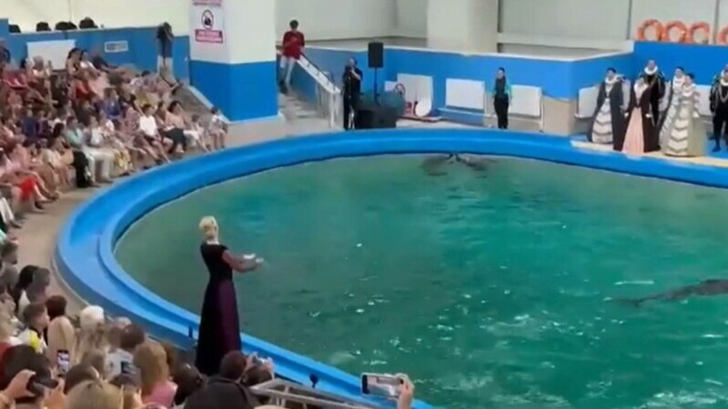 delfinariu madrigal