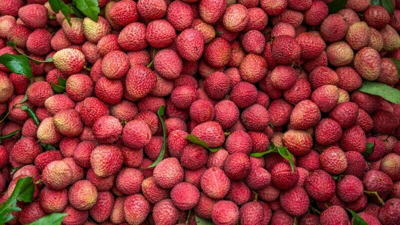 litchi