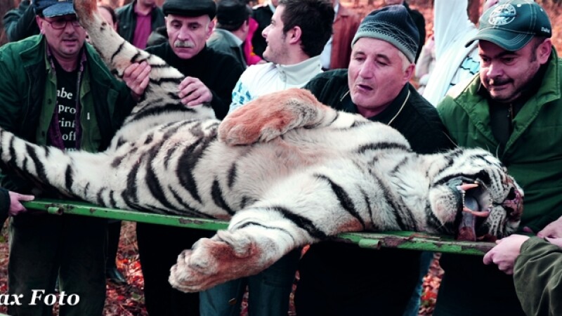 tigrul mort Sibiu