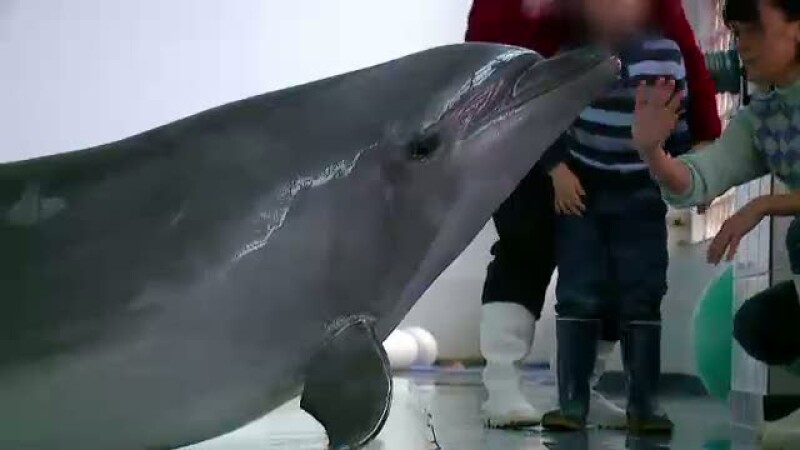 delfin, copii