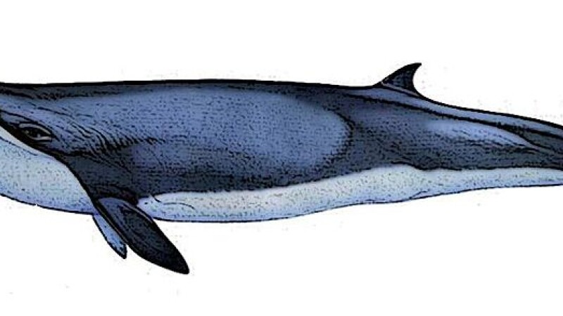 balena pigmeu