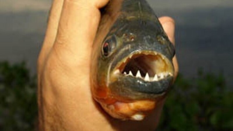 piranha - 4