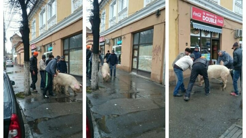 porc Craciun
