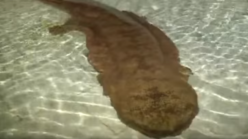 salamandra veche de 200 de ani
