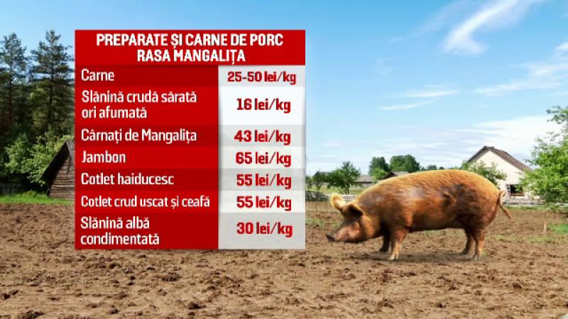 porc mangalita