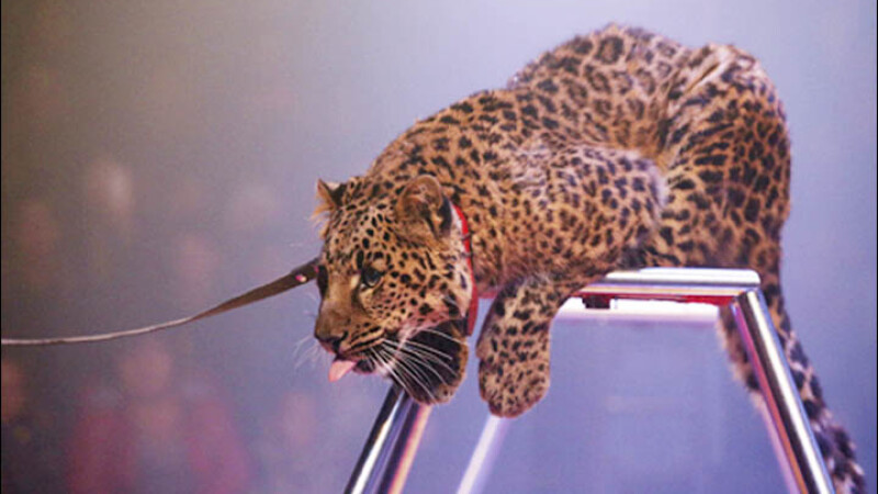 leopard circ