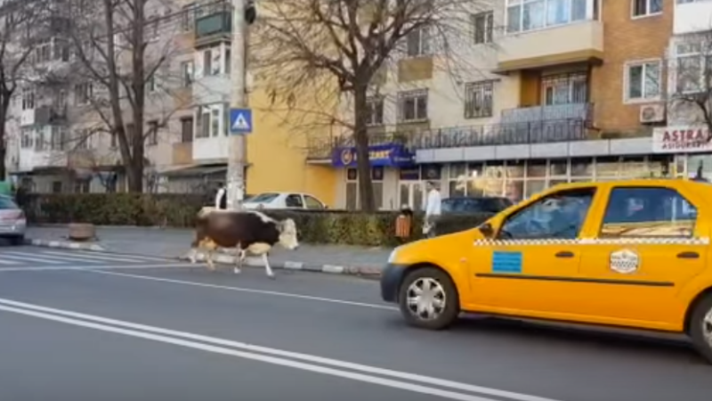 vaca
