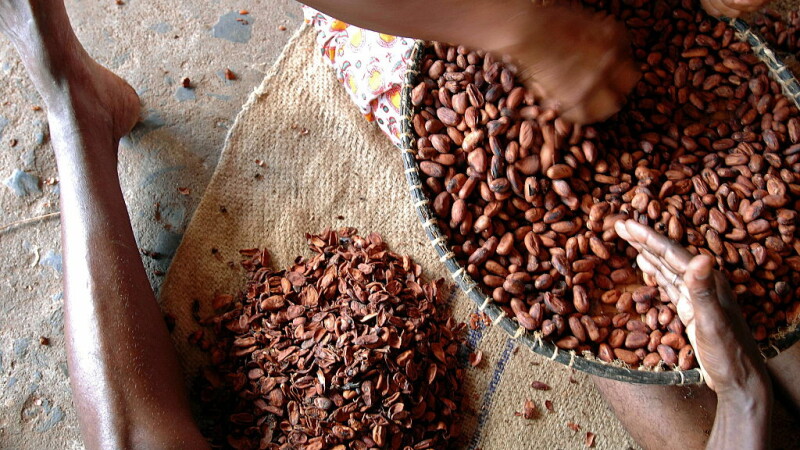 Plantatii de cacao