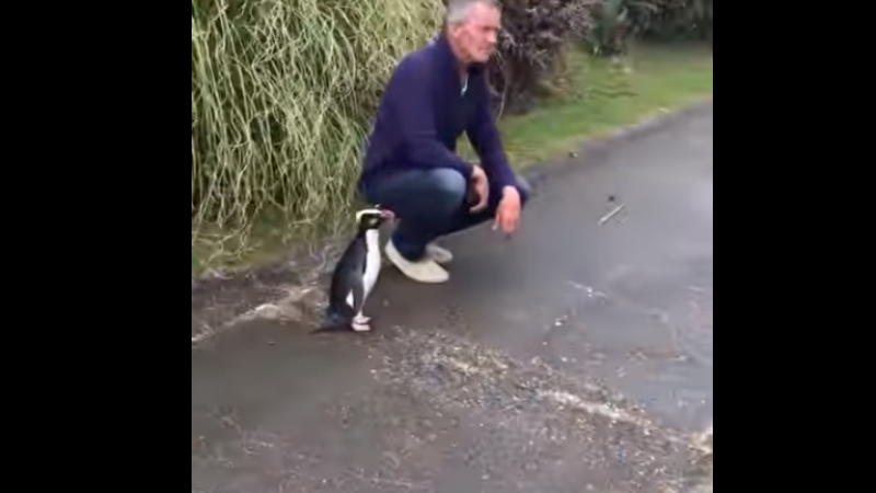 Pinguin