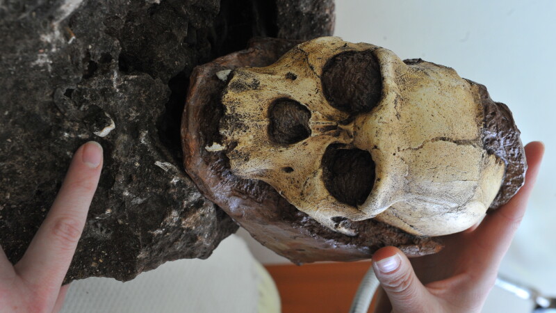 schelet, Australopithecus