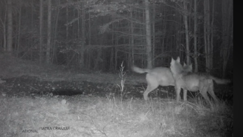 Dislike Be careful Against the will Imagini spectaculoase. Ipostazele în care au fost filmați lupii în Parcul  Național Piatra Craiului - Stirileprotv.ro