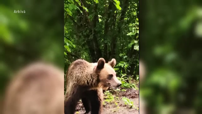 Alertă în Târgu Mureș. O ursoaică și puiul ei, la plimbare într-un loc de joacă pentru copii