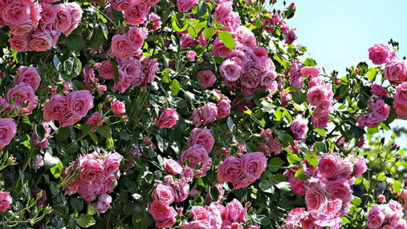 (P) Trandafirul: cele mai frumoase plante din casa ta
