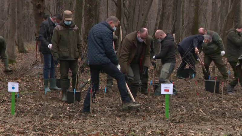 Klaus Iohannis a plantat stejari și a lansat o provocare viitorului Guvern. Care este situația pădurilor din România