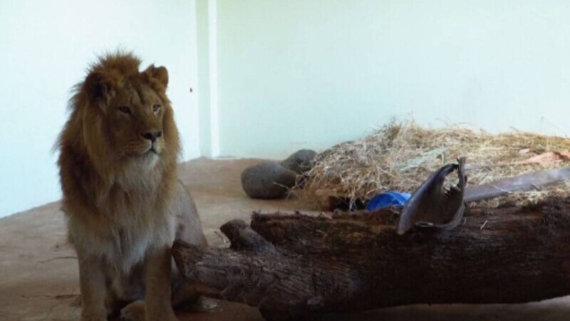 Un leu și un leopard, transferați din Rusia în Tanzania. Animalele erau în pericol
