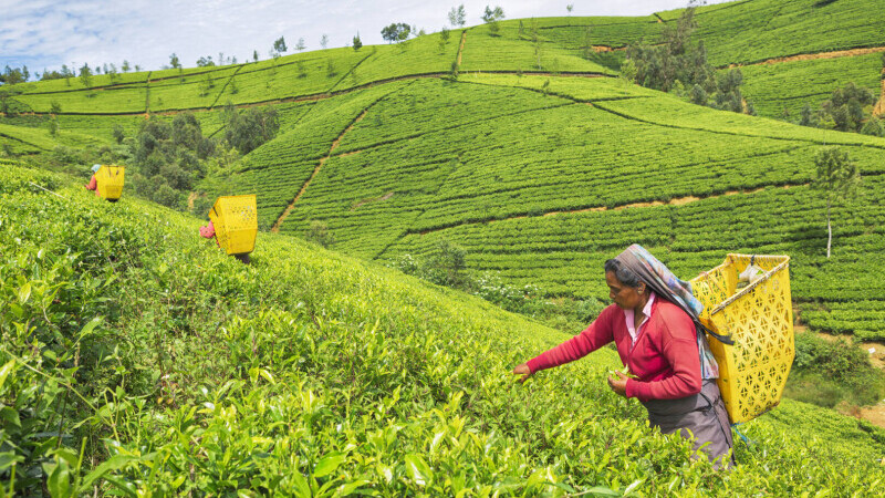 Sri Lanka își achită în ceai datoria pentru livrările de petrol ale Iranului