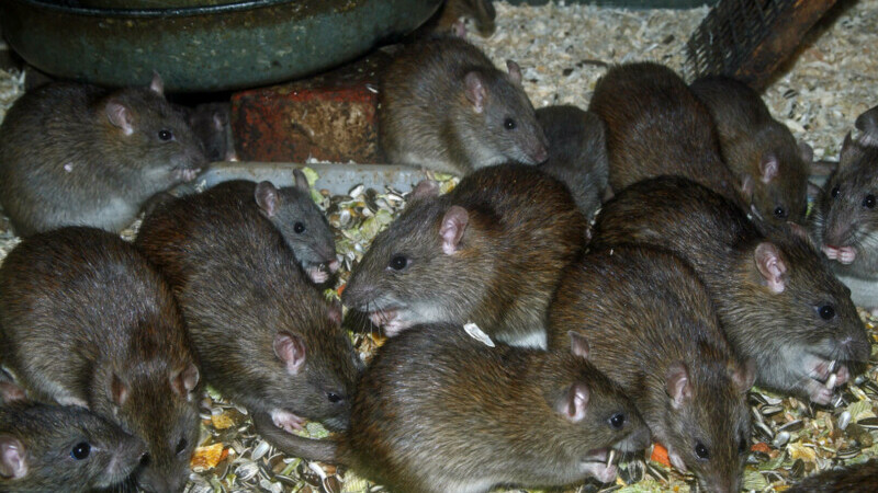 Copil înconjurat de 300 de șobolani, gândaci și pete de sânge, găsit într-o locuință. Polițiștii au fost „copleșiți” de miros