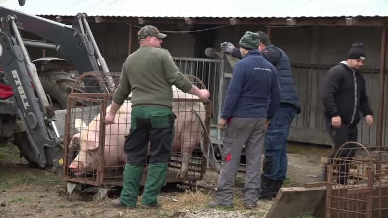 Rasele de porci tot mai căutate de români pentru masa de Crăciun. Prețul cu care se vinde la poarta țăranilor