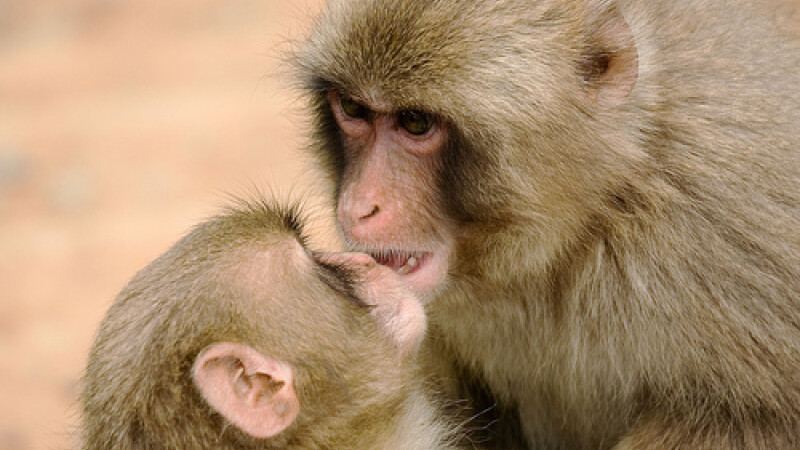 Maimute macaca